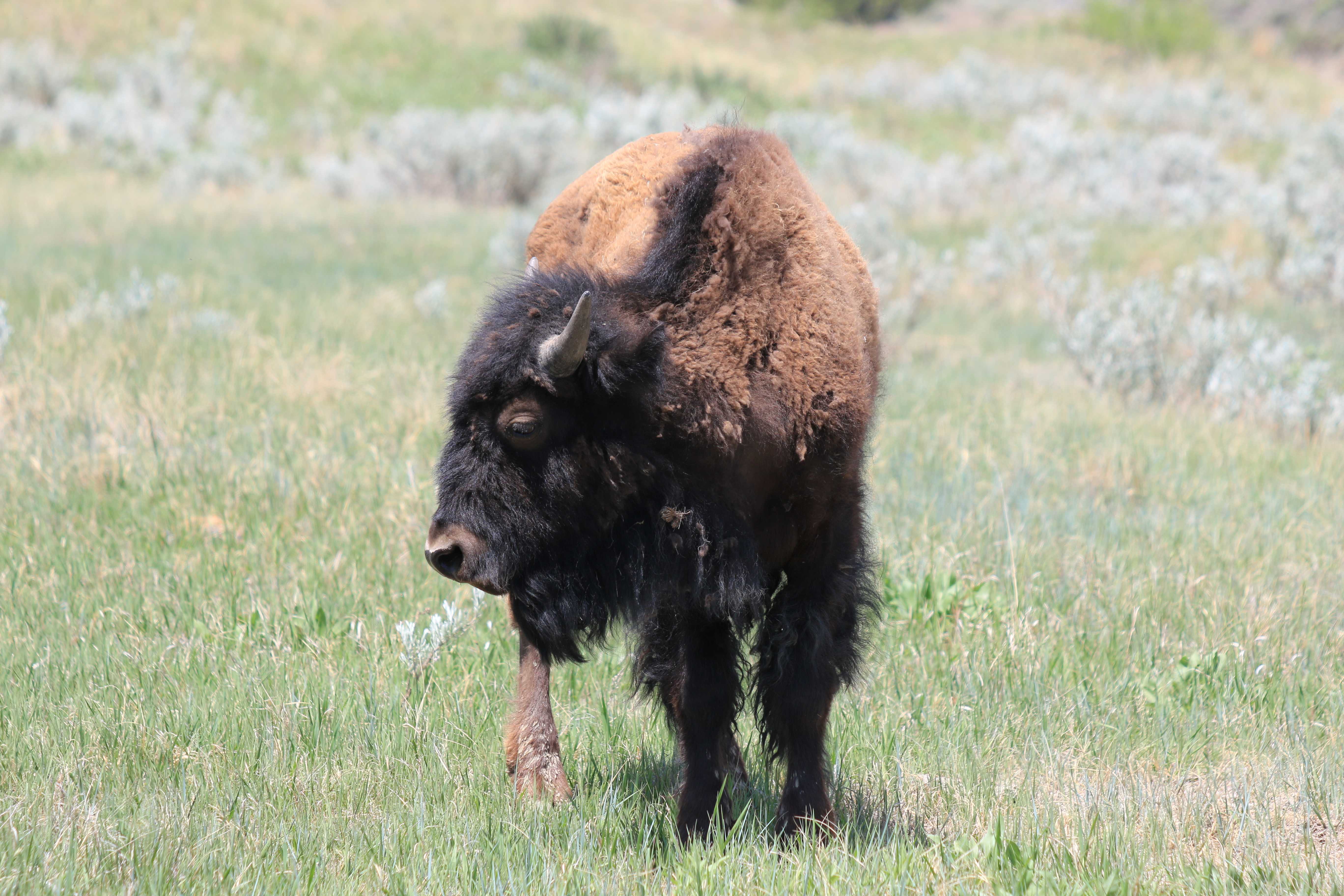 Theodore Roosevelt NP